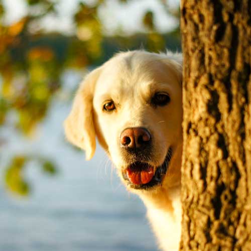 Hundeschule Freiburg - Hund schaut hinterm Baum vor