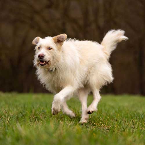 Hundeschule Freiburg - weißer Hund am Rennen auf der Wiese