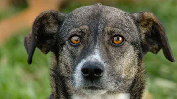 Septemberhund Angsthund Hund mit großen Augen